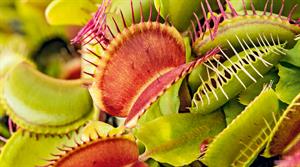 Each Dionaea muscipula plant has six or more leaves, varying from green to red, ending in a hinged trap flushed green/pink or red inside - all images: Floramedia Database